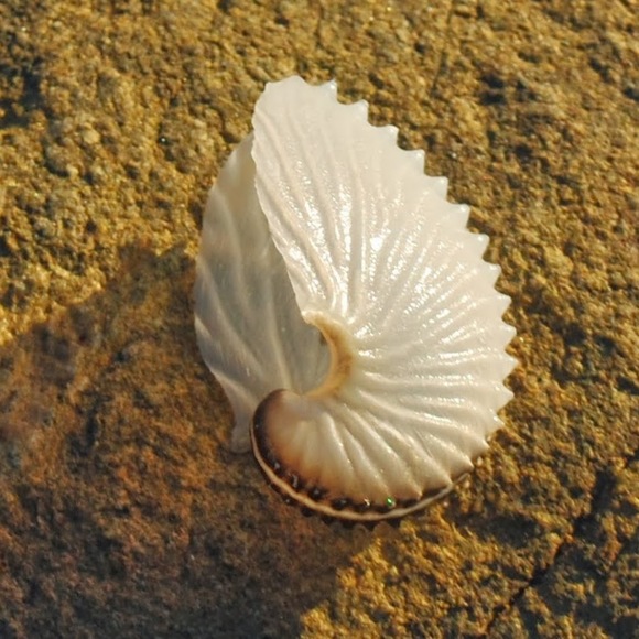 Meet your Posher, Ann - Picture 1 of 1